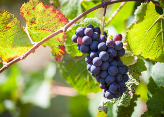 Bunch of red wine grapes in a beautiful light