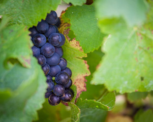 Bunch of ripe red wine grapes