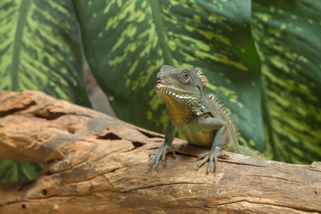 Chinese water dragon (Physignathus cocincinus), Thai Water Drago