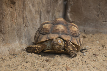 Burmese Starred Tortoise (Geochelone platynota)