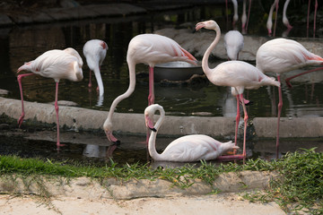 Greater Flamingo (Phoenicopterus roseus)