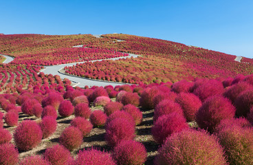 Beautiful kochias hill in autumn season at Hitachi seaside park , Ibaraki prefecture , Japan