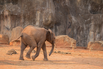 African Elephant (Loxodonta africana)