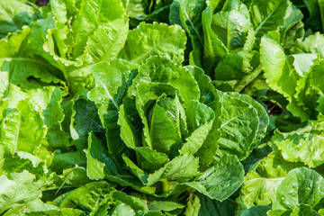 organic green vegetables farm