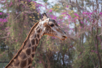 Giraffe head with neck