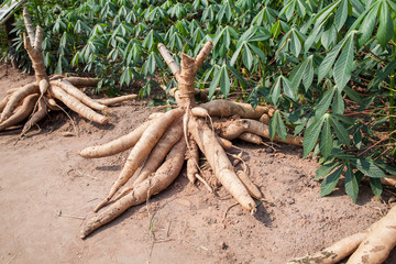 Big Cassava