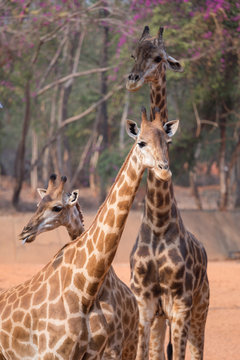giraffe (giraffa camelopardalis)