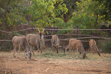 Fototapeta premium waterbuck (Kobus ellipsiprymnus) eating grass