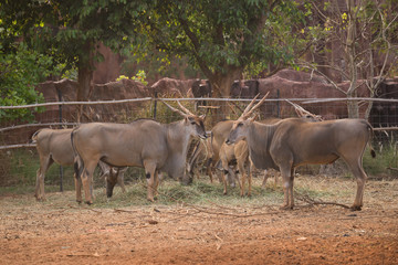waterbuck (Kobus ellipsiprymnus) eating grass