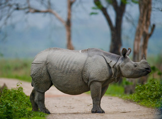 Fototapeta premium Wild Great one-horned rhinoceros is standing on the road in India. 