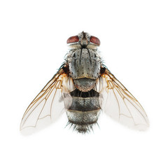 One dead fly isolated on white
