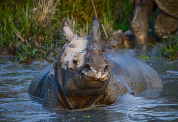 Fototapeta premium Wild Great one-horned rhinoceros lying in a puddle. India. 
