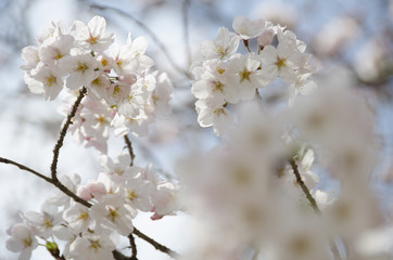 宮島の桜
