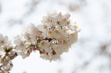 宮島の桜
