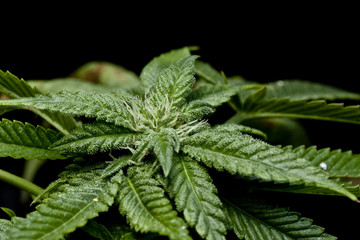 marijuana bud closeup of plant fresh