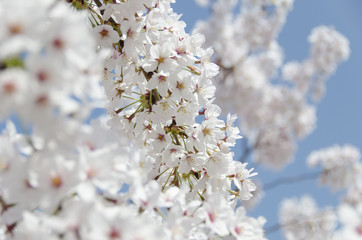 宮島の桜

