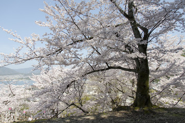 宮島の桜
