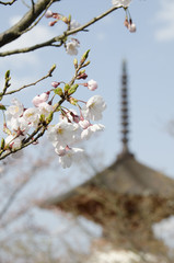 宮島の桜
