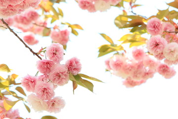 八重桜