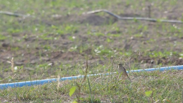 paddy field pipit bird is standing in the agricultural land