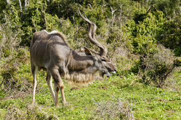 Kudu antelope eating green grass