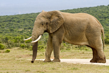 Fototapeta premium Large male elephant in Must standing in the raod