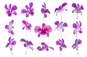 Obraz na płótnie Canvas Fifteen purple orchid isolated on white