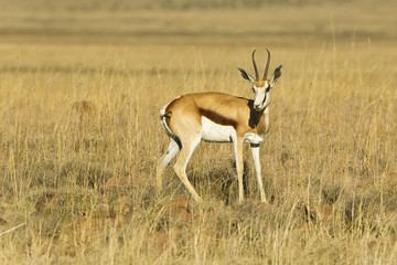 Springbok in dry Savanna