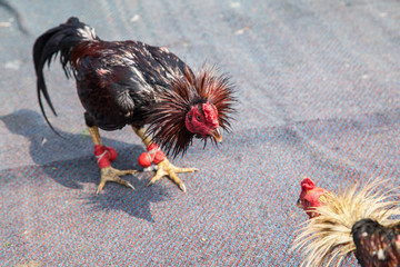 two cocks in fight