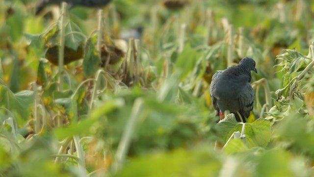 a pigeon is cleaning itself on the sunflower shoot