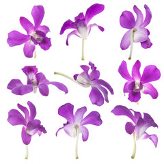 Nine Purple orchids isolated on white
