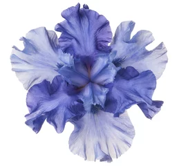 Printed kitchen splashbacks Iris iris