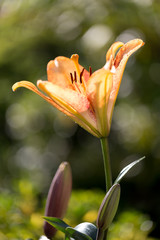 Detail of flowering orange lily