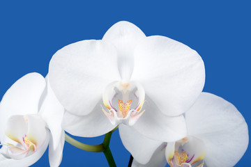 romantic branch of white orchid
