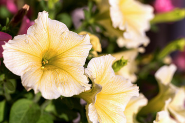 Fototapeta premium white Petunia Surfinia Vein