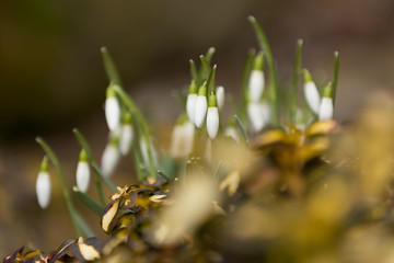 Snowdrop bloom in springtime