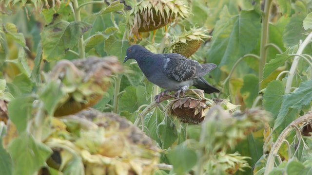 a pigeon is eating sunflower seed in the agricultural field