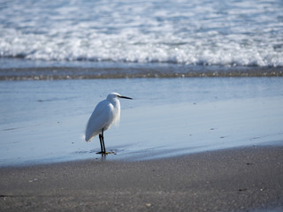浜辺の白鷺