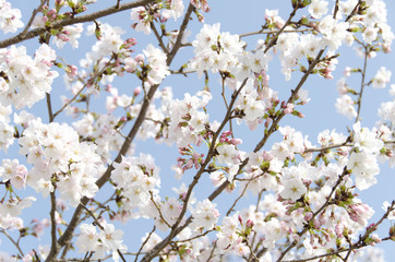 広島の桜