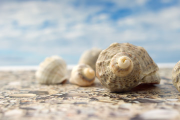 Sea Shell on the sky background