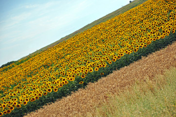 Obraz premium Sunflower field
