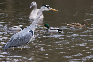 Graureiher oder Fischreiher (Ardea cinerea cinerea) steht in Gesellschaft von Enten und einem Schwan im Wasser und lauert auf Fische, Hessen, Deutschland