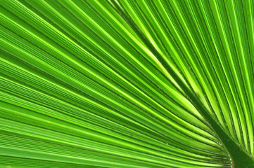 Pattern of a green palm leaf close-up