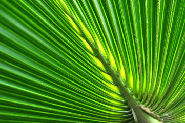 Green palm tree leaf macro