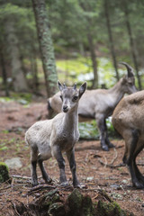 Baby alpine ibex with the herd