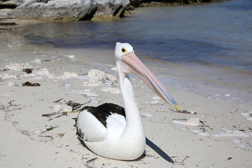 Brillenpelikan. Rottnest Island. Westaustralien 