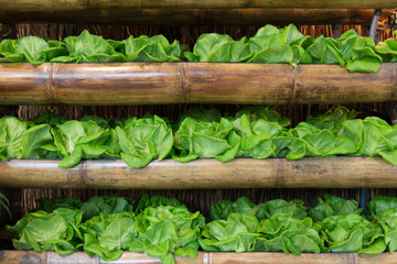 Organic Fresh green lettuce in farm
