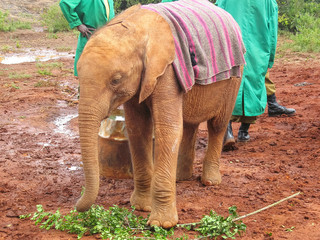 Baby elephant covered with horsecloth stands in face before keepers. Sheldrick Elephant Orphanage...