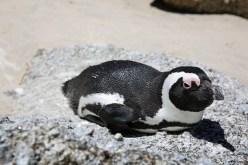 Fototapeta premium Jackass Penguin. Boulder Beach. South Africa 