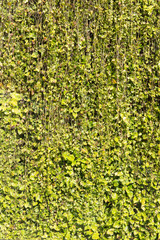 Green leaf background with vine wall